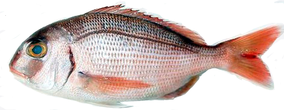 Pagellus bellottii_06.jpg